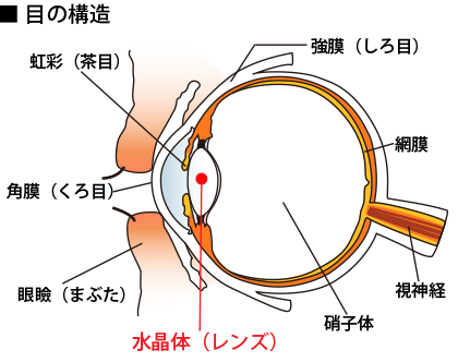 眼の構造