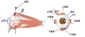 斜視の手術