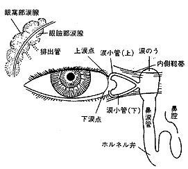 目の事典 眼の構造